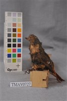 藏品(黃尾鴝)的圖片